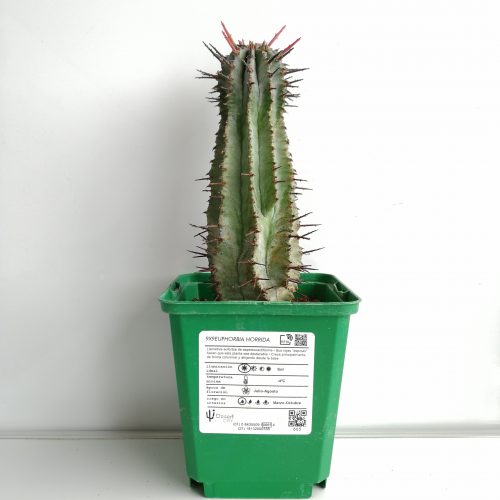 Euphorbia horrida 'S' y 'M' - DesertSTORE.es