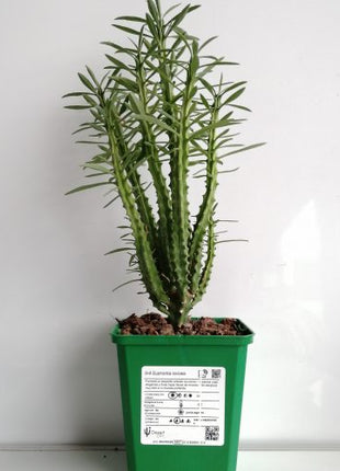 Euphorbia loricata 'S' y 'L' - DesertSTORE.es