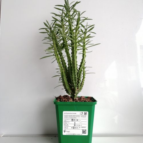 Euphorbia loricata 'S' y 'L' - DesertSTORE.es