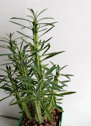 Euphorbia loricata 'S' y 'L' - DesertSTORE.es