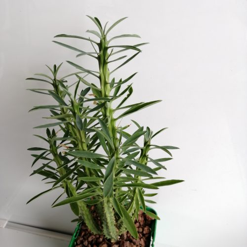Euphorbia loricata 'S' y 'L' - DesertSTORE.es