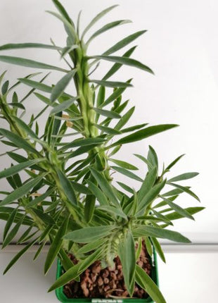 Euphorbia loricata 'S' y 'L' - DesertSTORE.es