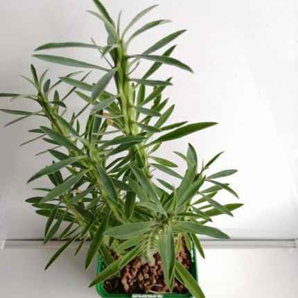 Euphorbia loricata 'S' y 'L' - DesertSTORE.es
