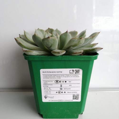 Echeveria norma