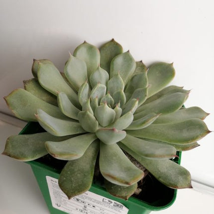 Echeveria norma