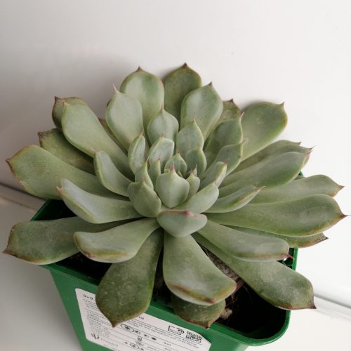 Echeveria norma