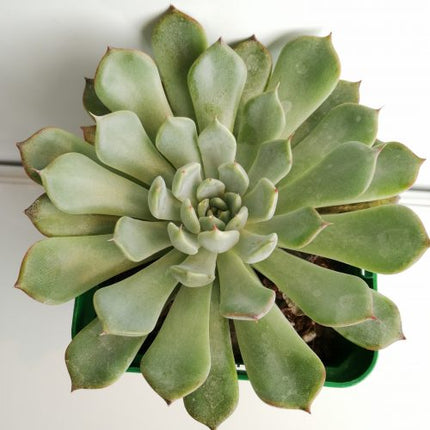 Echeveria norma