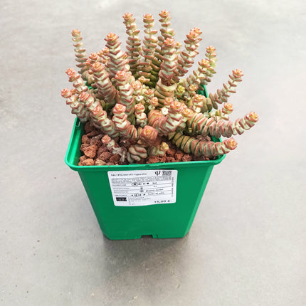 Crassula rupestris