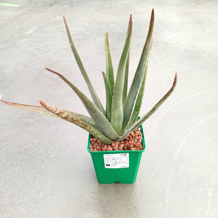 Aloe vera