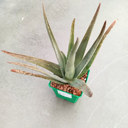 Aloe vera