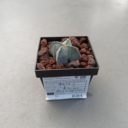Astrophytum myriostigma 'Quadricostatum' 