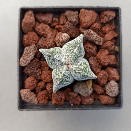 Astrophytum myriostigma 'Quadricostatum' 