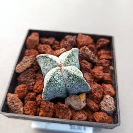 Astrophytum myriostigma 'Quadricostatum' 