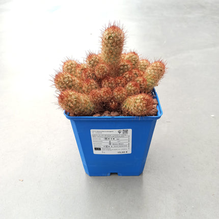 Mammillaria elongata var. rubispina