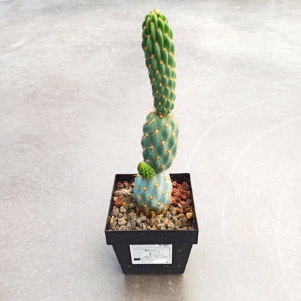 Miquelopuntia miquelii