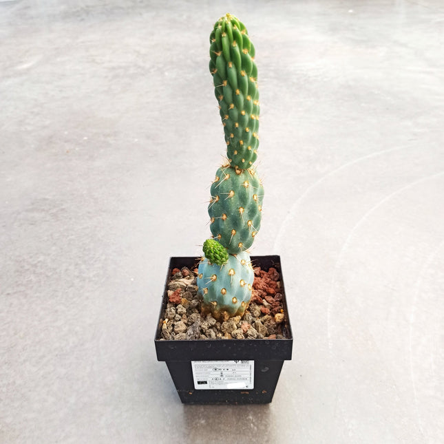 Miquelopuntia miquelii