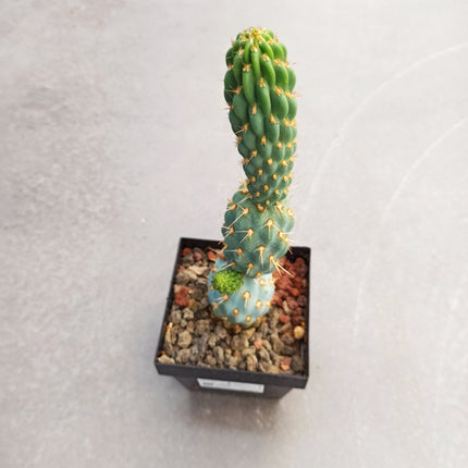 Miquelopuntia miquelii