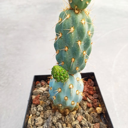 Miquelopuntia miquelii