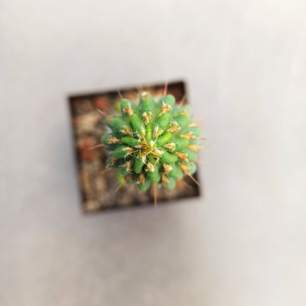 Miquelopuntia miquelii