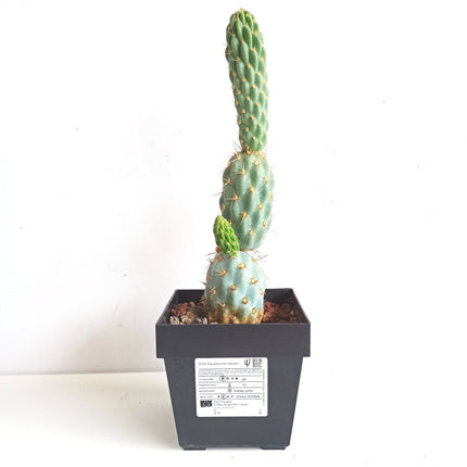 Miquelopuntia miquelii