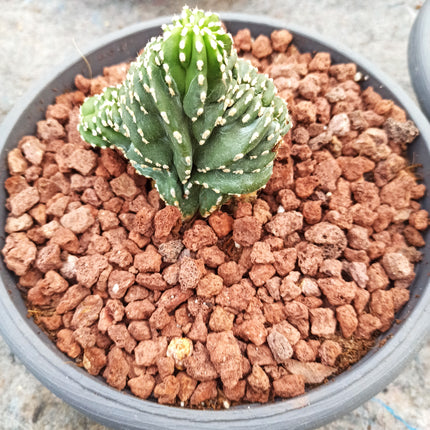 Lophocereus marginatus f. cristata