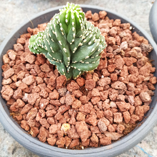Lophocereus marginatus f. cristata