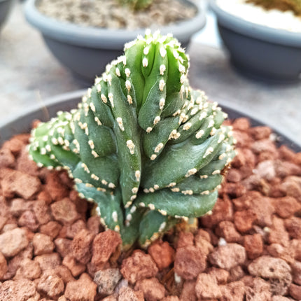 Lophocereus marginatus f. cristata