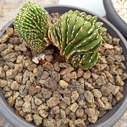 Lophocereus marginatus f. cristata