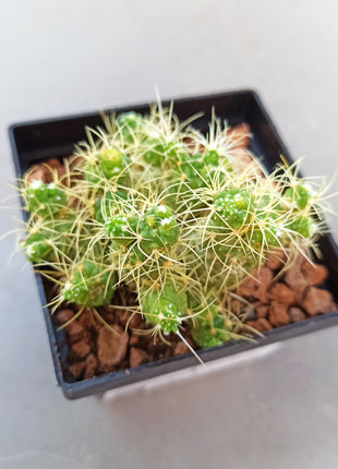Mammillaria elongata f. monstrous