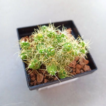 Mammillaria elongata f. monströs