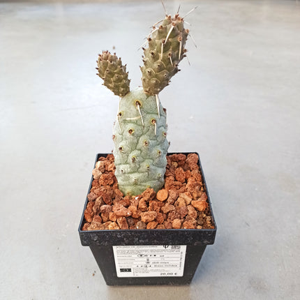 Tephrocactus articulatus var. Papyracanthus f. melanoglochidea