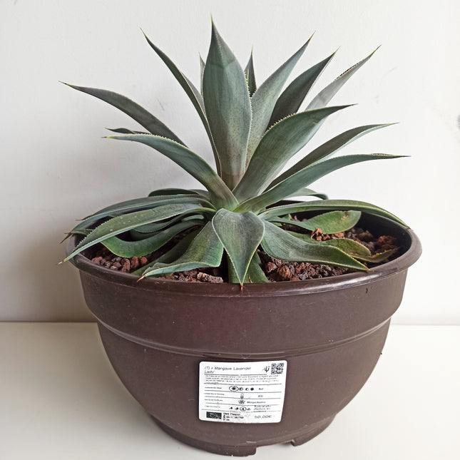 x Mangave 'Lavender Lady'