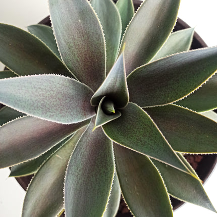 x Mangave 'Lavender Lady'