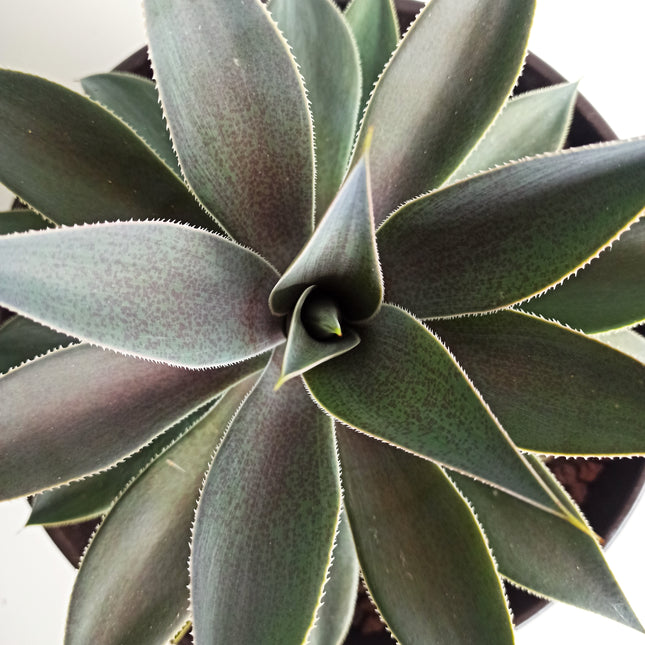 x Mangave 'Lavender Lady'