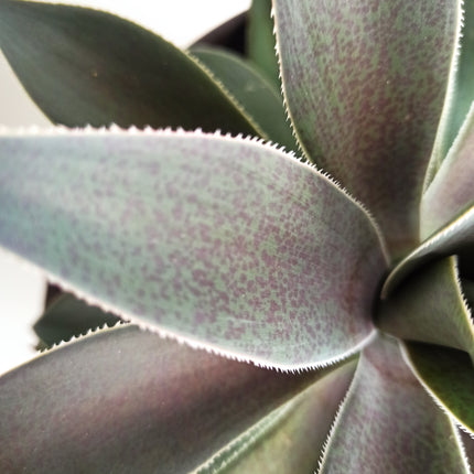 x Mangave 'Lavender Lady'