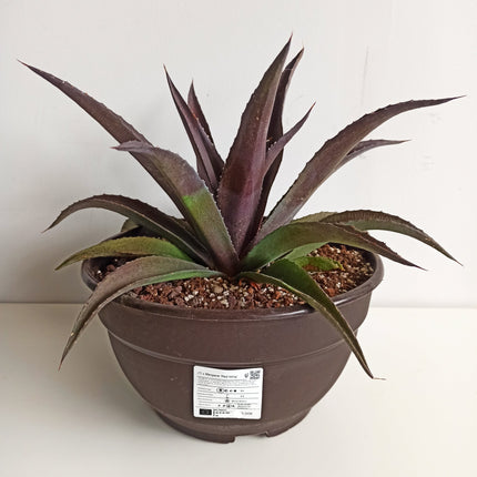 x Mangave 'Red Wing'