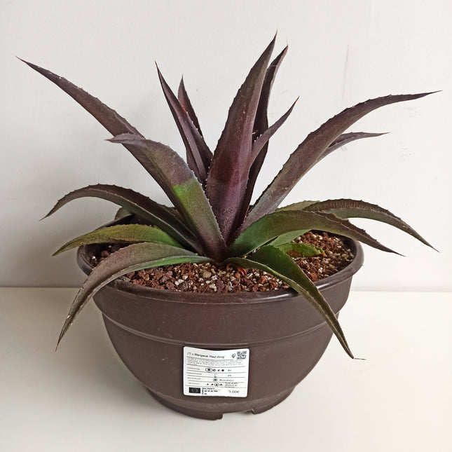 x Mangave 'Red Wing'