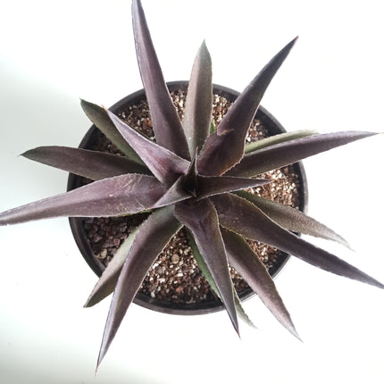 x Mangave 'Red Wing'