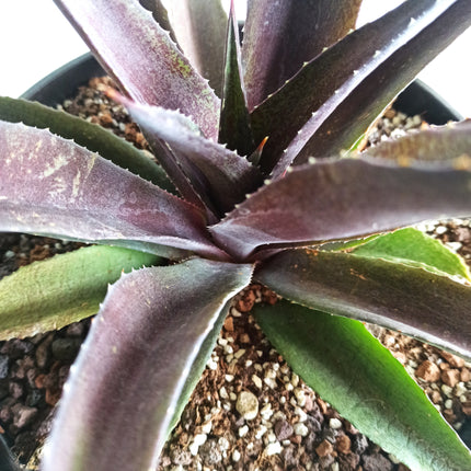 x Mangave 'Red Wing'