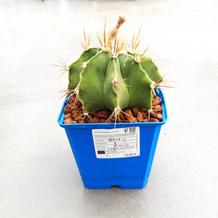 Astrophytum ornatum 'S' 'M' y 'L' - DesertSTORE.es