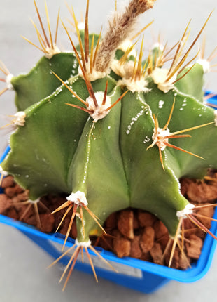Astrophytum ornatum 'S' 'M' y 'L' - DesertSTORE.es