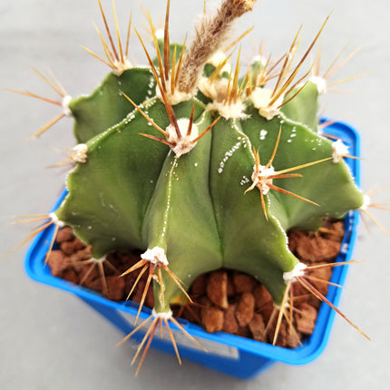 Astrophytum ornatum 'S' 'M' y 'L' - DesertSTORE.es