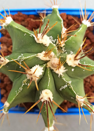 Astrophytum ornatum 'S' 'M' y 'L' - DesertSTORE.es