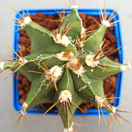 Astrophytum ornatum 'S' 'M' y 'L' - DesertSTORE.es