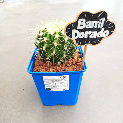 Kroenleinia (Echinocactus) grusonii 'S' y 'M' - DesertSTORE.es