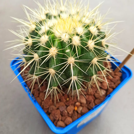 Kroenleinia (Echinocactus) grusonii 'S' y 'M' - DesertSTORE.es