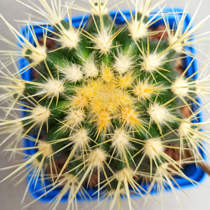 Kroenleinia (Echinocactus) grusonii 'S' y 'M' - DesertSTORE.es