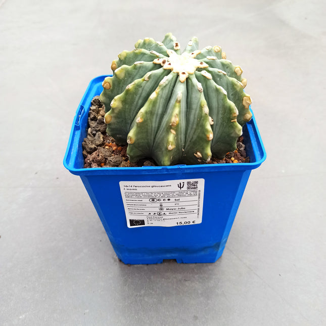 Ferocactus glaucescens f. nuda (inermis) 'S' 'M' y 'L' - DesertSTORE.es