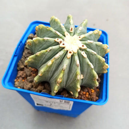 Ferocactus glaucescens f. nuda (inermis) 'S' 'M' y 'L' - DesertSTORE.es