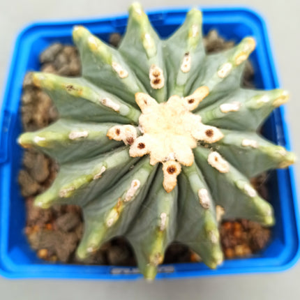 Ferocactus glaucescens f. nuda (inermis) 'S' 'M' y 'L' - DesertSTORE.es